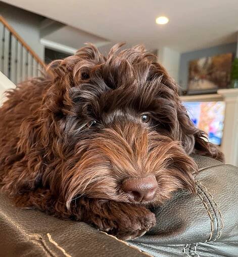 Gigi — Bark & Bramble