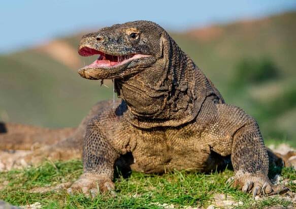 World’s Deadliest Venomous Creatures
