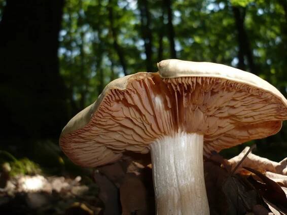 Entoloma sinuatum: Nejlepší průvodce houbami