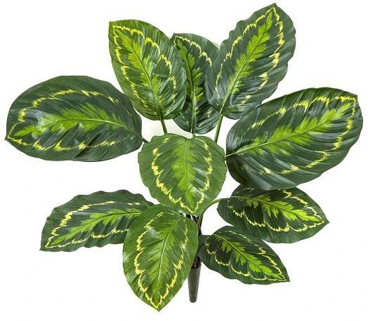 Dekorativní medailon Calathea FLEURETTA, tyčinka, zelenožlutá, 50cm