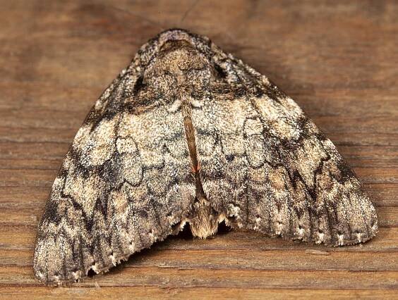 moths – Roads End Naturalist