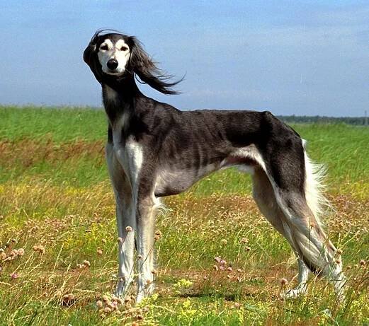 redkie-ekzoticheskie-porody-dog 43