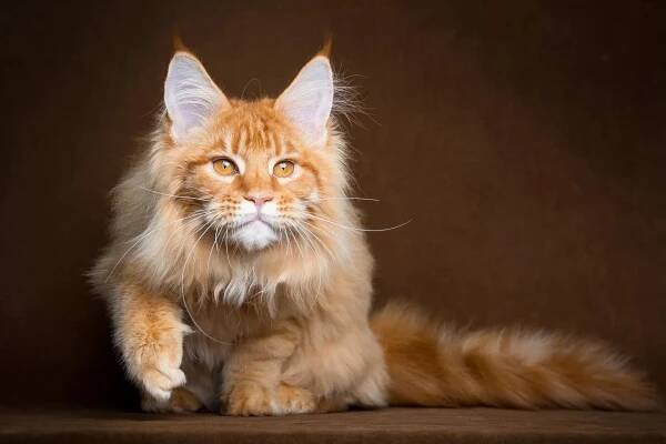 Red Maine Coon (32 fotografií): chování a charakter kotě, dospělé kočky a kočky. Červená Mainská mývalí jména