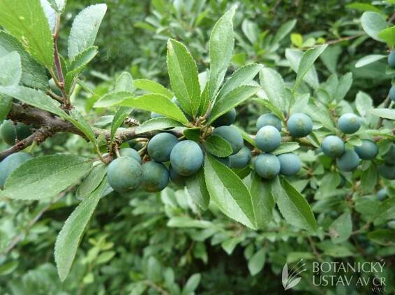 trnka obecná (Prunus spinosa) | Petr Petřík | Autoři | iBotky.cz
