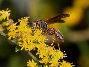 Pobodání hmyzem: Z malého pupínku může být boj o holý život