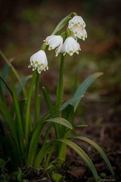 Bledule jarní (Leucojum vernum)