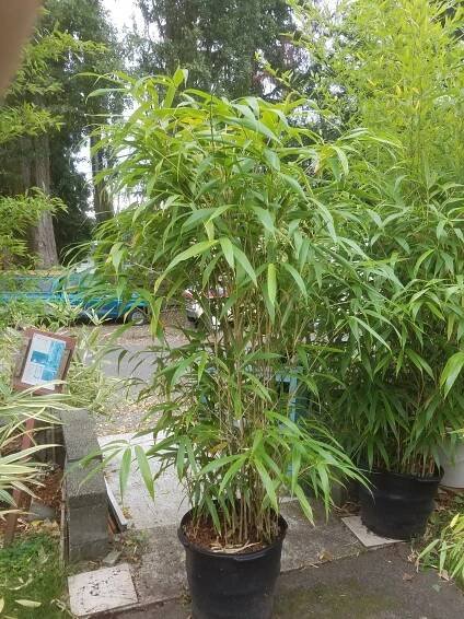 J.A. Bamboo - A Bamboo Plant Nursury - Varieties