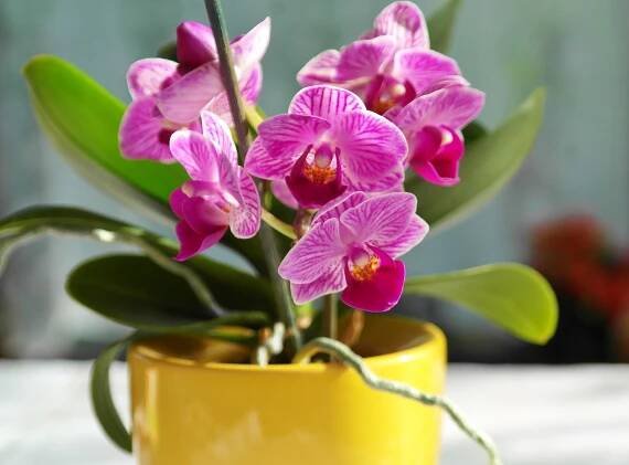 Jednoduchý způsob, jak oživit orchidej | Chalupáři-Zahrádkáři
