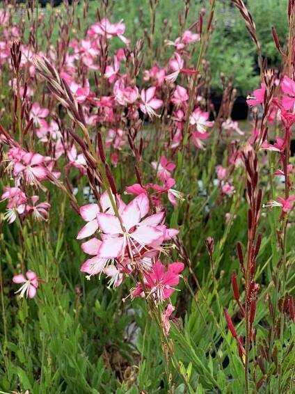 Gaura 'Rosy Jane' | SlovenskeTrvalky.sk