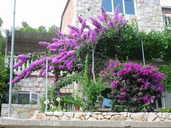 Bougainvillea (Bugenvilea) - eshop, prodej, semena, rostliny, pěstování, fotografie, množení, popis, atd. -> www.rostliny.net