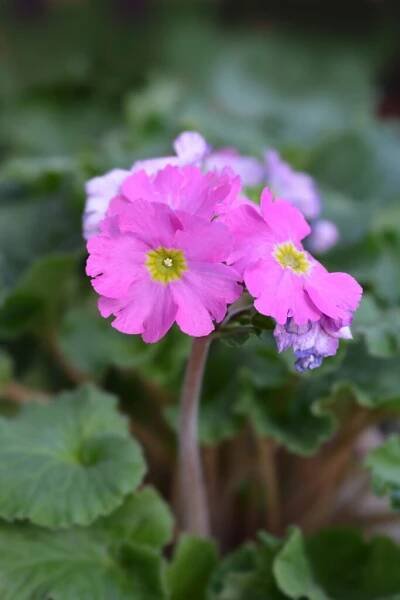 Primula obconica