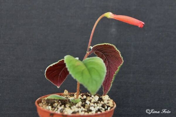S. leopoldii | Sinningia gloxinia