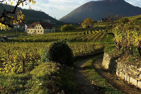 Hotel Garni Weinberghof & Weingut Lagler Spitz an der Donau Exteriér fotografie