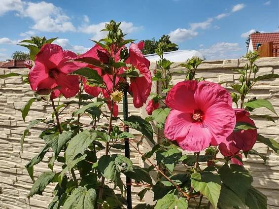 Prosíme vás o fotografie pekných kvetov - Priatelia spoločenstva CENACOLO