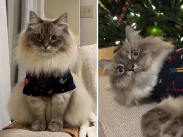 Siberian Cat Is the Picture of Style in Brand New Christmas PJs