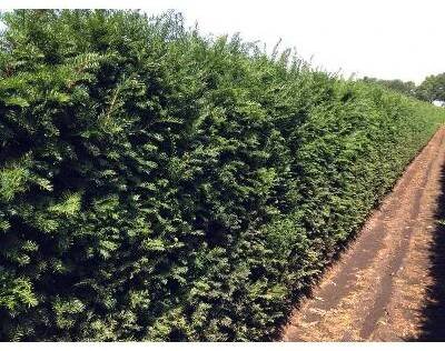 Tis červený - předpěstovaný živý plot - Taxus baccata - předpěstovaný živý plot, Papírový box