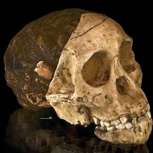 Australopithecus africanus