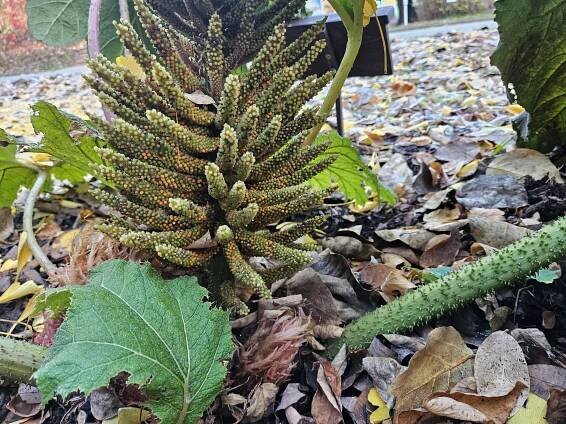 Gunnera manicata barota rukávovitá - květ před zimou 