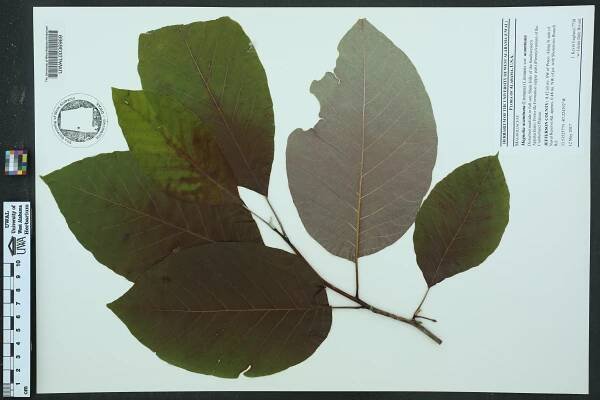 Magnolia acuminata - Species Page - APA: Alabama Plant Atlas 