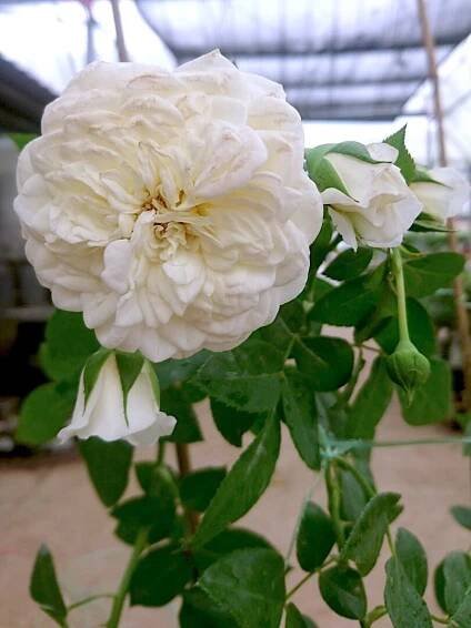 'Lady Romantica' Rose » Rose Plants • Teo Joo Guan