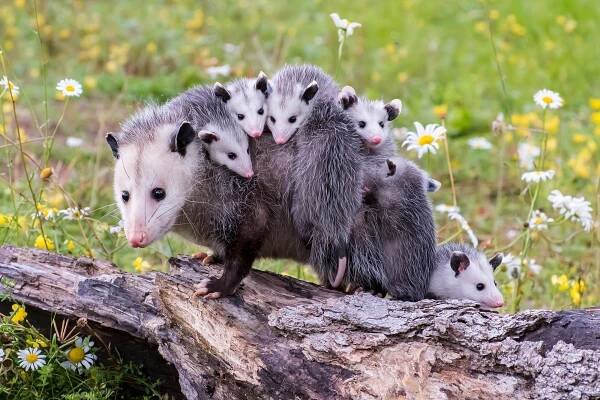 The opossum has a surprise vagina that disappears “like a secret door” after giving birth.