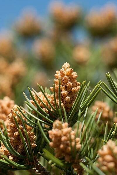Pine-nut Tree