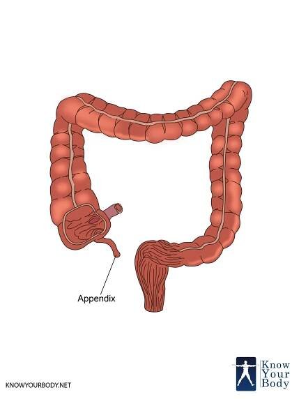 Appendix Location