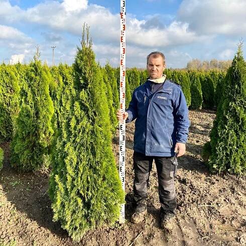 Výška 200 - 225 cm - Cedr | Starkl - zahradní­k spol. s r.o. STROMY