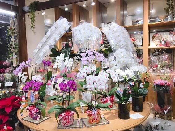 贈答用の胡蝶蘭 豊富に揃えています