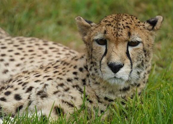 Základová fotografie na téma acinonyx jubatus, afrika, biologie, divočina, divoký, dlouhá tráva, dobrodružství, ekologie