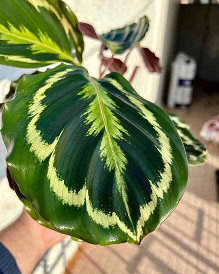 Calathea Medallion