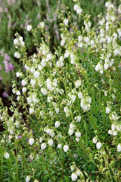 Daboecia Alberta White