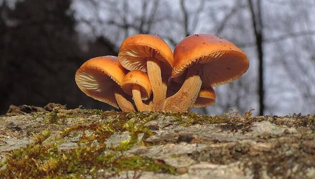 Enoki (Flammulina velutipes) vs. Deadly Galerina mushrooms - Learn Your Land