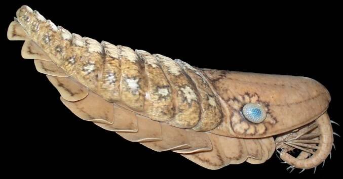 Anomalocarididae