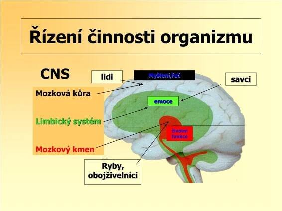 PPT - ENDOKRINOLOGIE PowerPoint Presentation, free download - ID:5368618