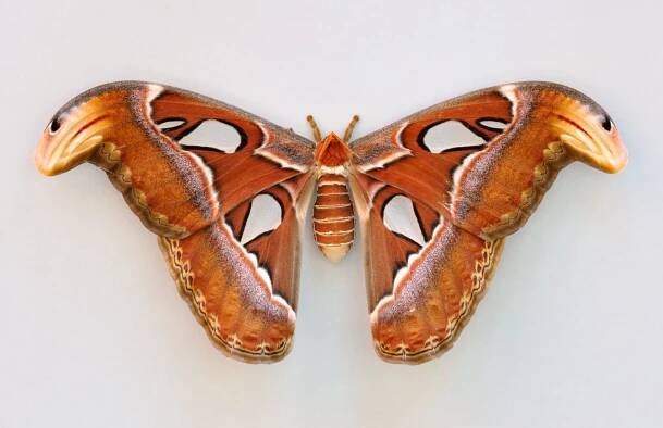 Soubor:Attacus atlas qtl1.jpg – Wikipedie