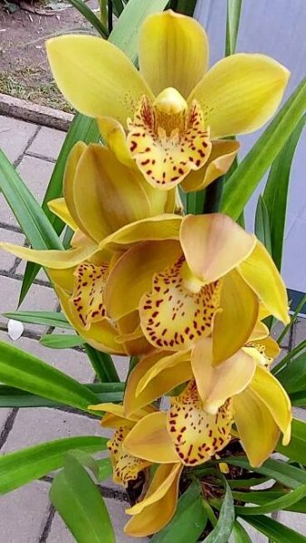 Orchidej Cymbidium