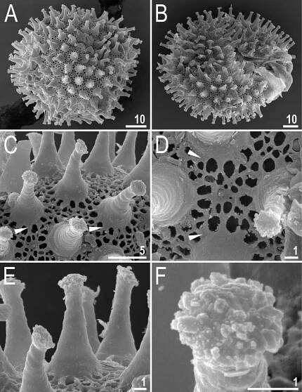 Soubor:Macrobiotus rybaki (10.3897-zse.97.65280) Figure 15.jpg – Wikipedie