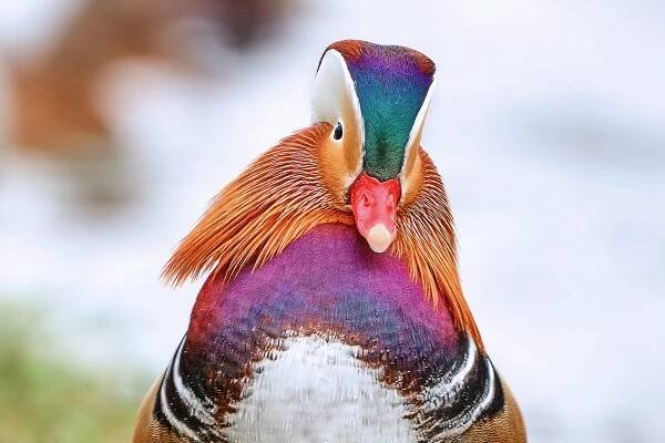 Kachnička mandarinská (Aix galericulata)