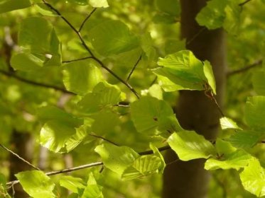 Buk lesní: pěstujte jej jako solitér i součást živých plotů