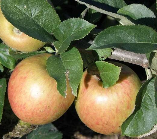 Jonagold Apple Tree