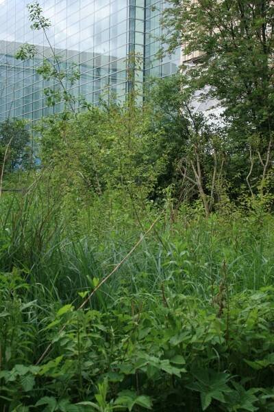 Soubor:Wildlife-Garden1.jpg – Wikipedie
