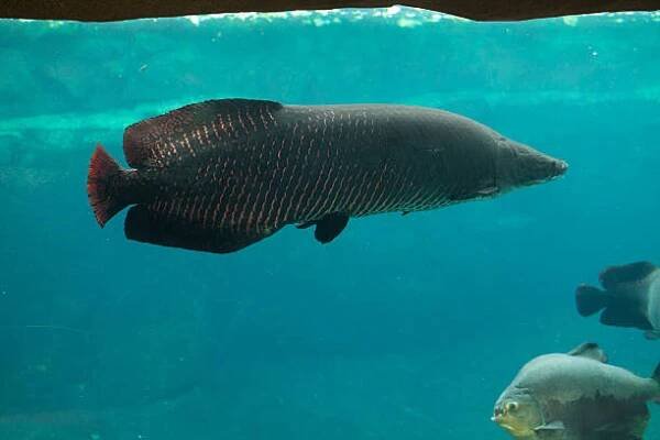arapaima (sudis gigas). - arapaima velká - stock snímky, obrázky a fotky