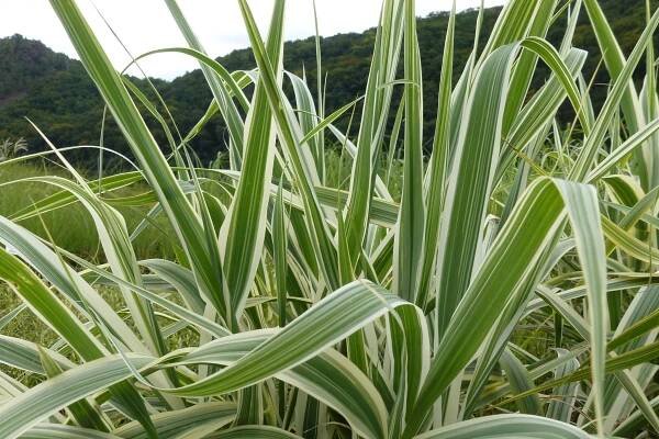 Trsť rákosovitá 'Variegata' - Arundo donax Variegata