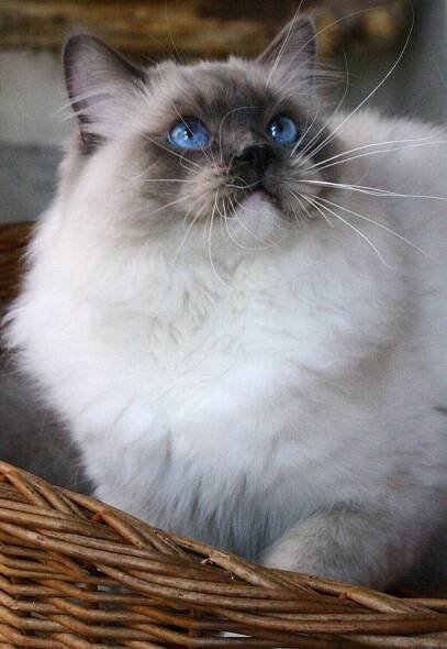 Isla – Mishi, CZ – chovatelská stanice koček plemene RAGDOLL