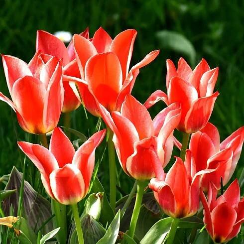 Tulipán Oriental Beauty – Tulipa – cibulky tulipánu