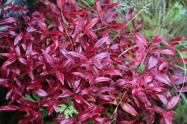Adventures in Gardening - Blog — Andy McIndoe