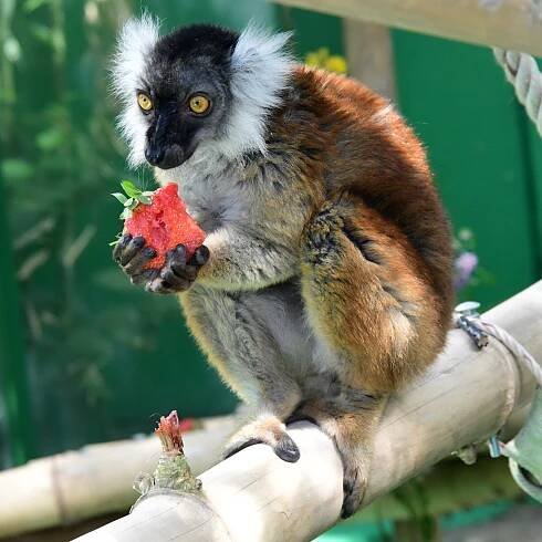 Jahody | Zoo Olomouc - Svatý Kopeček
