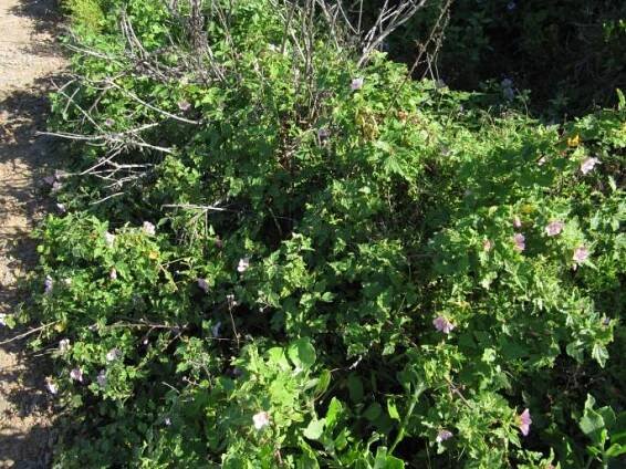 Anisodontea scabrosa