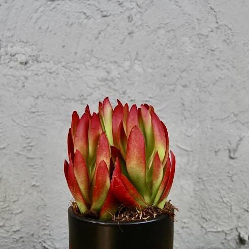 Crassula On Fire